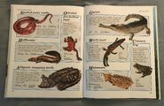 Macmillan Animal Encyclopedia for Children (36)