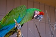 Military macaw