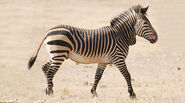 Mountain zebra