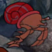 Pinocchio Hermit Crab