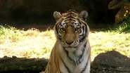 Pittsburgh Zoo Tiger (V2).png (855 KB)