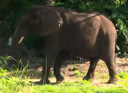 African Bush Elephant/East African Bush Elephant