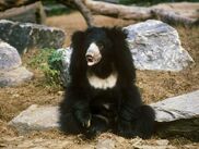 Sloth Bear.jpg