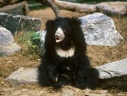 Sloth Bear as Shankar