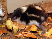 Tenrec, Highland Streaked.jpg