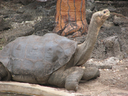 Tortoise, Pinta Island