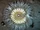 Starburst Anemone