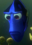 Angry Dory