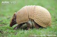 Armadillo, Brazilian Three-Banded.jpg