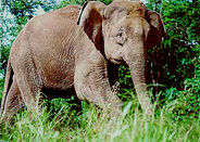 Bornean Elephant as Dacentrurus