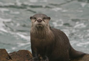 Cape-clawless-otter-sanparks org-2725530204 02f0580412 o(1)