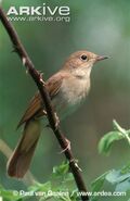 Common Nightingale as Sonia