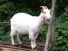 Goat 1.jpg