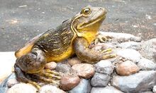 Goliath frog.jpg