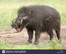 Hog, Giant Forest.jpg