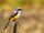 Long-Tailed Shrike