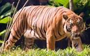 Malayan tiger