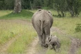 Mamma Elephants.jpg (173 KB)