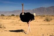 Ostrich, Arabian