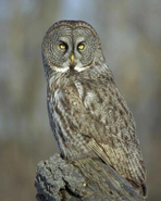 Owl, Great Grey
