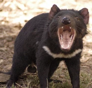 Tasmanian Devil as S.C.Ruffey