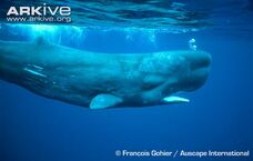Whale, Sperm.jpg