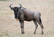 Wildebeest, Western White-Bearded.jpg