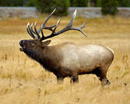 Roosevelt Elk as Blue Wildebeest
