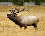 Elk as Dweeb