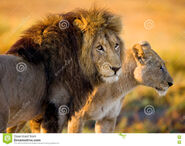 African Lion and Lioness