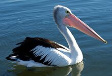 Australian pelican.jpg