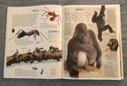 DK Encyclopedia Of Animals (38)