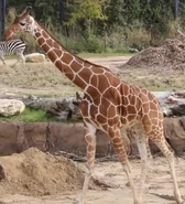 Reticulated Giraffe as Diplodocus