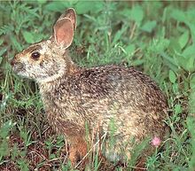 Mammals swamp rabbit.jpg