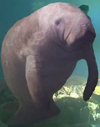 African Manatee as Nom Nom