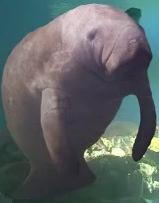 Manatee Profanity Manatee.png
