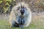 North American Porcupine as Crested Porcupine