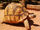 Angonoka Tortoise