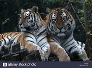 Amur Tiger and Tigress.jpg (166 KB)
