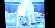 Ultimate Zoo Polar Bear.png (1.28 MB)