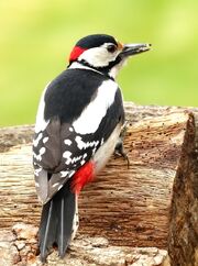 Woodpecker, great spotted.jpg