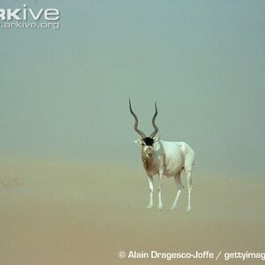 Addax The Parody Wiki Fandom