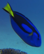 Pacific Fiji Regal Tang