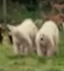 Evan Almighty Polar Bears.png (29 KB)