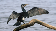 Great-cormorant