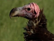 HugoSafari - Vulture02