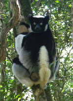 Indri.jpg