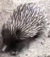 Short-beaked Echidna