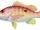 Lane Snapper