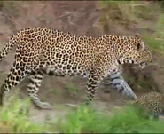 African Leopard as Lenny